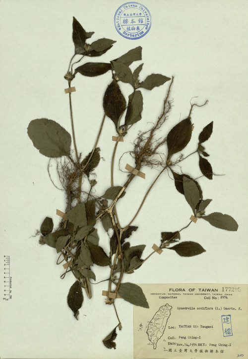 Synedrella nodiflora (L.) Gaertn. f._標本_BRCM 4463