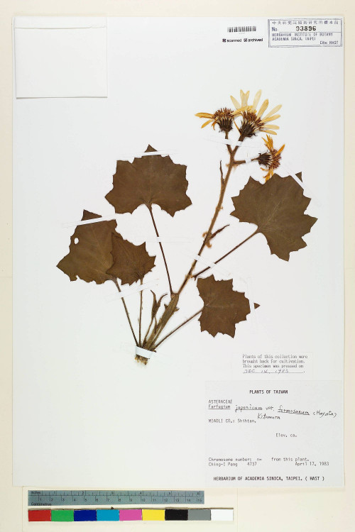 Farfugium japonicum var. formosanum (Hayata) Kitam._標本_BRCM 6357