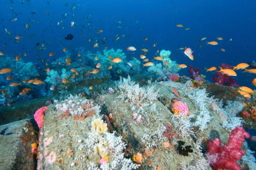 人工魚礁—花蓮鹽寮鋼鐵礁