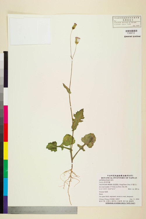 Emilia sonchifolia var. javanica (Burm. f.) Mattf._標本_BRCM 5239