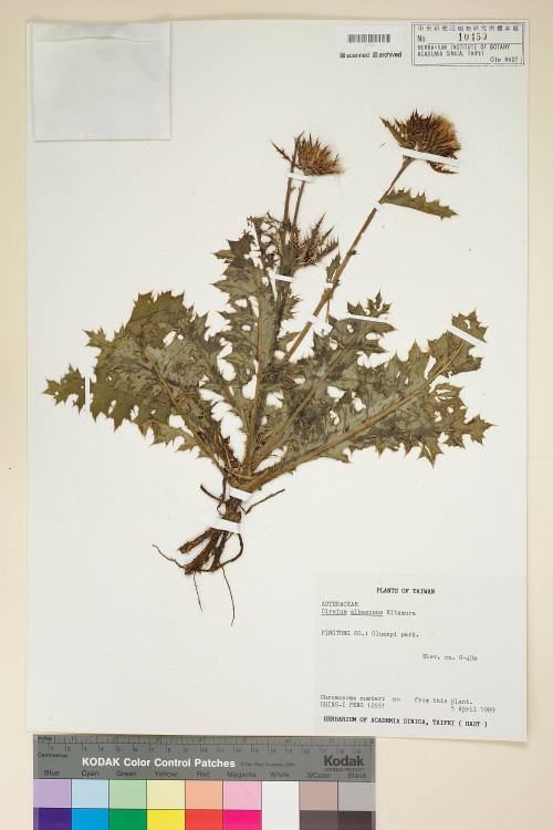 Cirsium albescens Kitam._標本_BRCM 5896