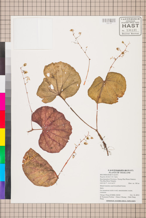 Begonia alicida標本_BRCM 2721