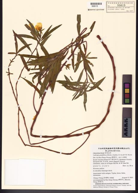 Ludwigia grandiflora (Michx.) Zardini, H. Gu & P.H. Raven_標本_BRCM 7765