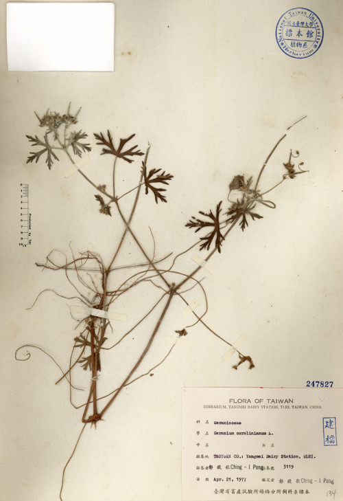 Geranium corolinianum L._標本_BRCM 4689