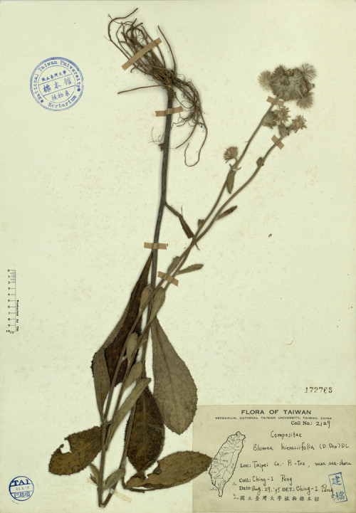 Blumea hieraciifolia (D. Don) DC._標本_BRCM 4320