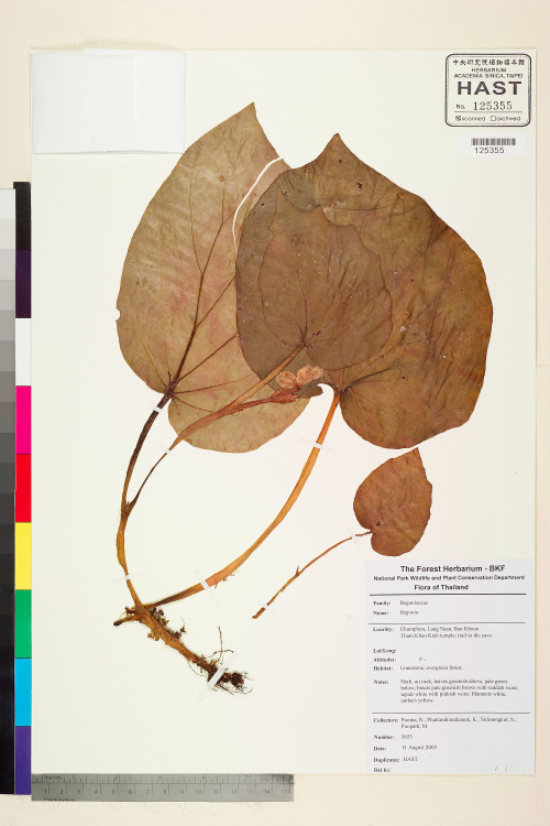 Begonia integrifolia標本_BRCM 2441