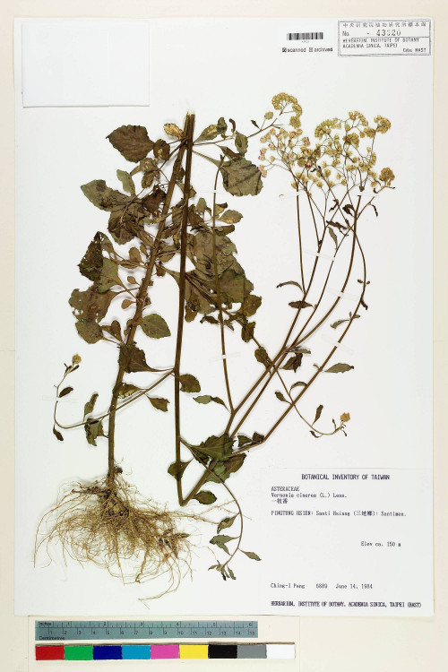 Vernonia cinerea (L.) Less._標本_BRCM 5095