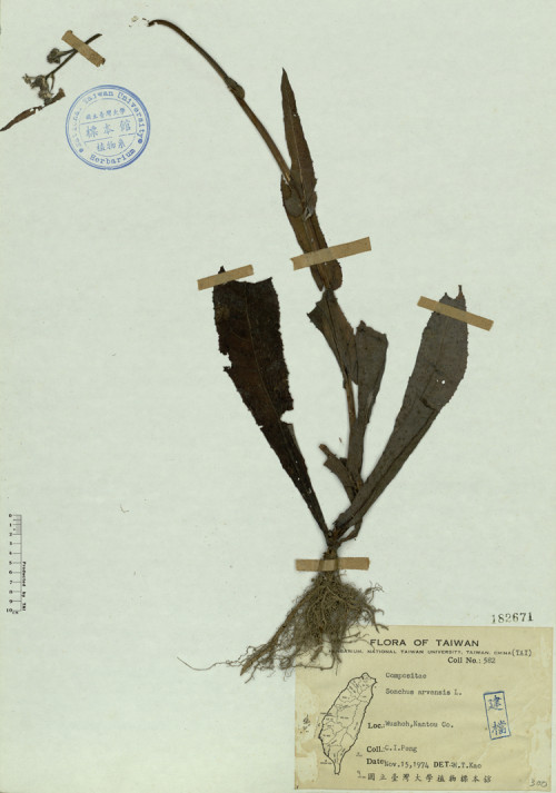 Sonchus arvensis L._標本_BRCM 4520