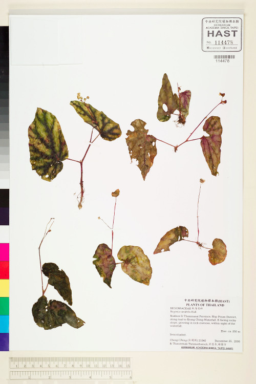 Begonia variabilis標本_BRCM 2068