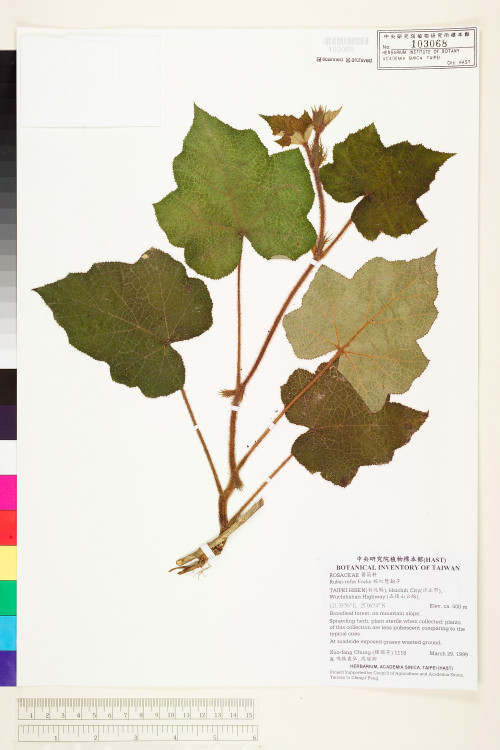 Rubus amphidasys Focke_標本_BRCM 6022