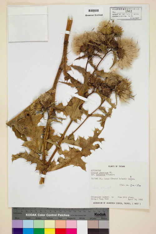 Cirsium japonicum DC. var. takaoense Kitam._標本_BRCM 5826