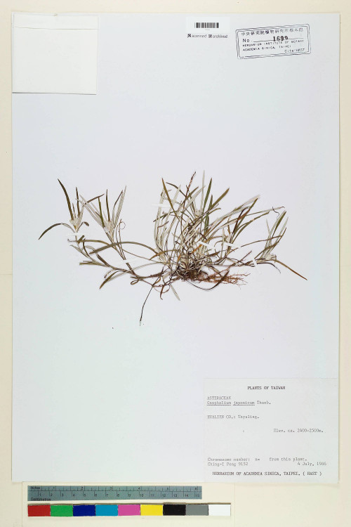 Gnaphalium japonicum Thunb._標本_BRCM 5567