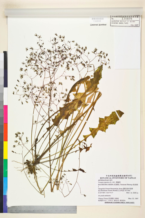 Youngia japonica (L.) DC._標本_BRCM 5519