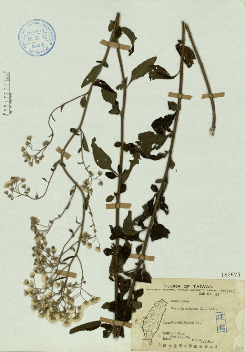 Veronia cinerea (L.) Less._標本_BRCM 4522
