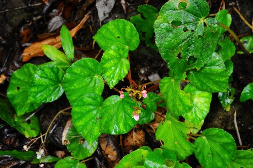 Begonia mindorensis Merr.