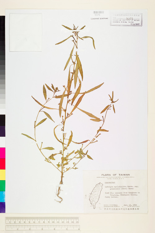 Ludwigia epilobioides Maxim. subsp. greatrexii (Hara) Raven_標本_BRCM 3592