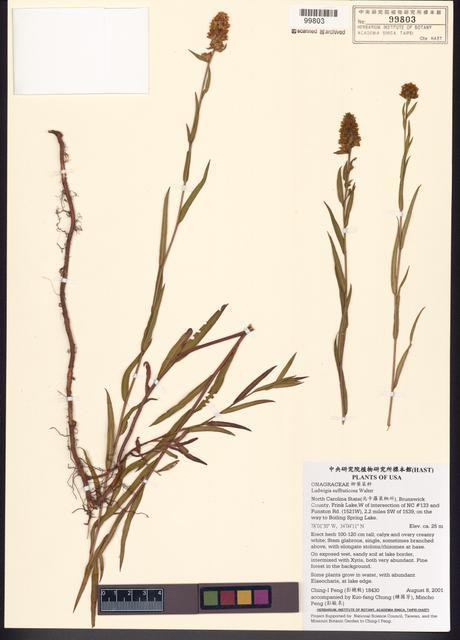 Ludwigia suffruticosa Walter_標本_BRCM 7753
