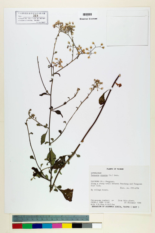Vernonia cinerea (L.) Less._標本_BRCM 5137
