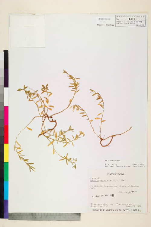 Hybanthus enneaspermus (L.) F. v. Muell._標本_BRCM 6033