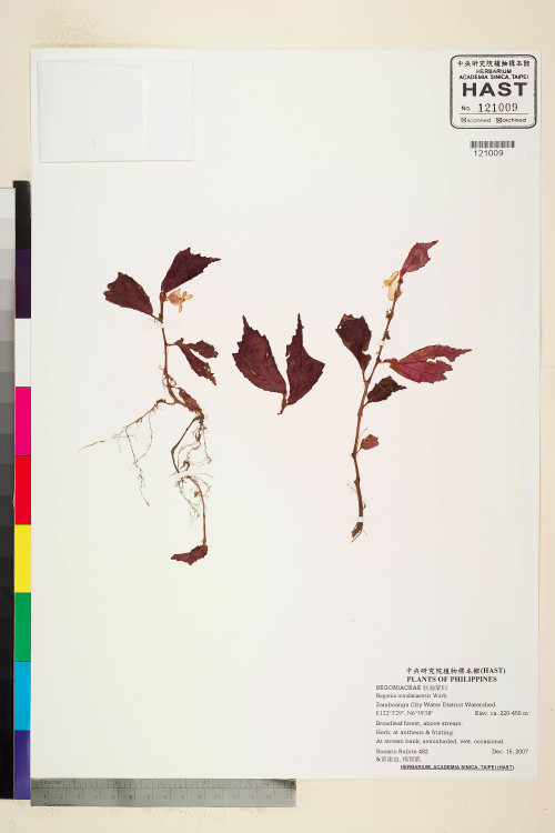 Begonia mindanaensis標本_BRCM 2275