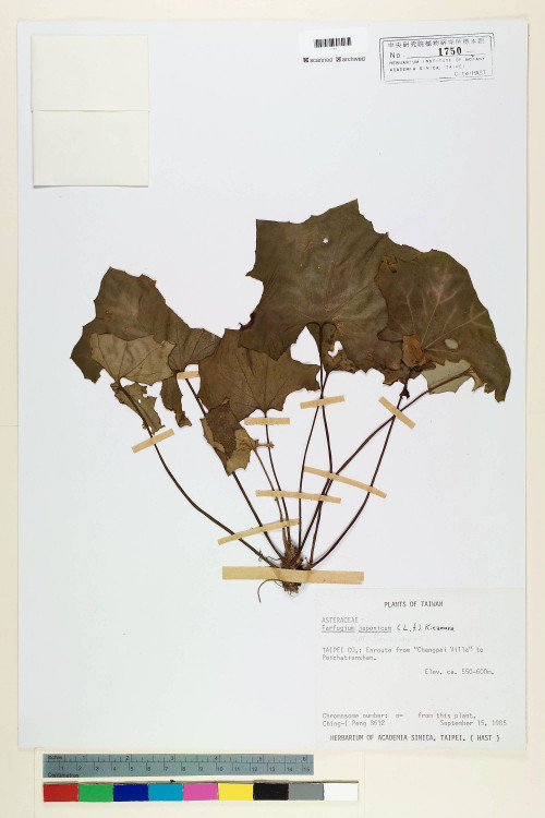 Farfugium japonicum (L.) Kitam._標本_BRCM 6736