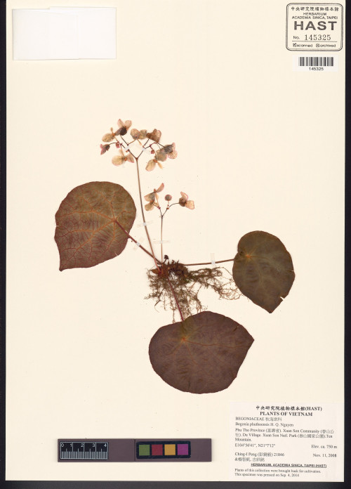 Begonia phuthoensis標本_BRCM 8181
