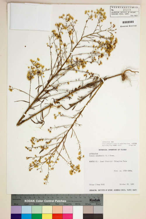 Conyza canadensis (L.) Cronq. var. pusilla (Nutt.) Cronq._標本_BRCM 6469