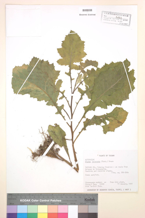 Blumea laciniata (Roxb.) DC._標本_BRCM 4838
