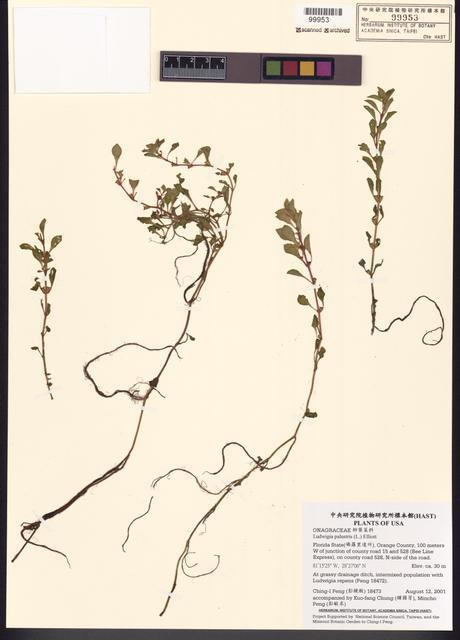 Ludwigia palustris (L.) Elliott_標本_BRCM 7796