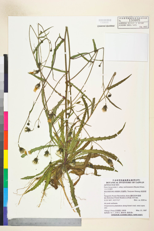Picris hieracioides L. subsp. morrisonensis (Hayata) Kitam._標本_BRCM 7484