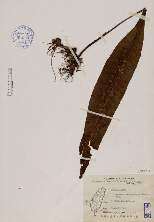 Neocheiropteris ensata (Thunb.) Ching_標本_BRCM 4018