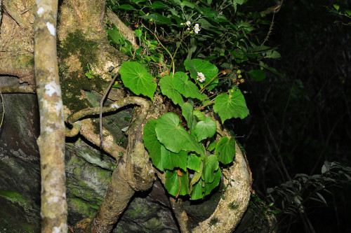 Begonia manillensis A.DC.