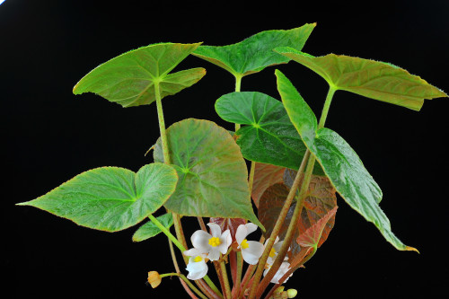 Begonia aborensis Dunn