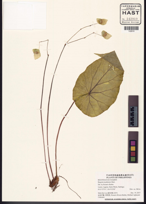 Begonia tayabensis標本_BRCM 2954