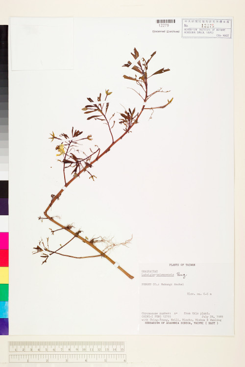 Ludwigia ×taiwanensis C.I Peng_標本_BRCM 3635