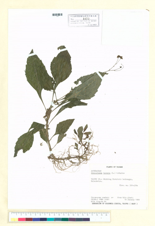 Adenostemma lavenia (L.) Kuntze_標本_BRCM 7197