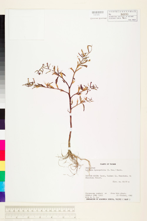 Ludwigia hyssopifolia (G. Don) Exell_標本_BRCM 3641