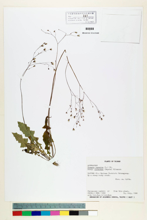 Youngia japonica (L.) DC. subsp. monticola Koh Nakam. & C.I Peng_標本_BRCM 5504