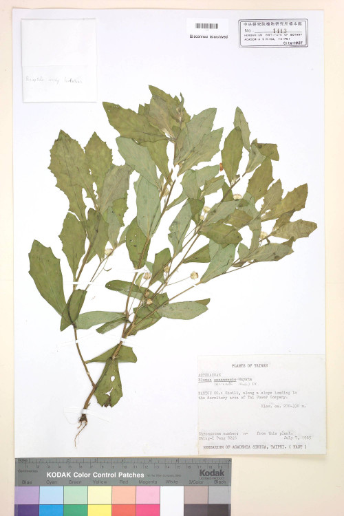 Blumea laciniata (Roxb.) DC._標本_BRCM 3805