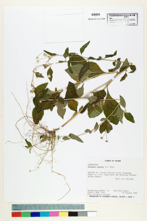 Vernonia cinerea (L.) Less._標本_BRCM 5140