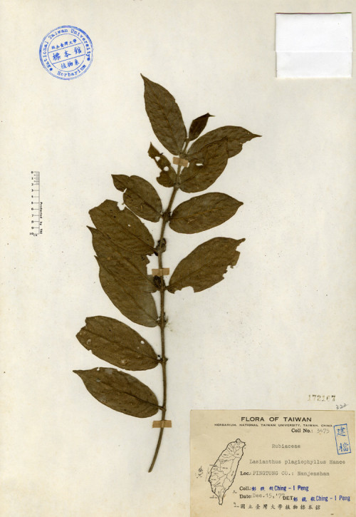 Lasianthus plagiophyllus Hance_標本_BRCM 4241