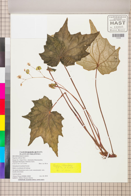 Begonia obtusifolia標本_BRCM 2680