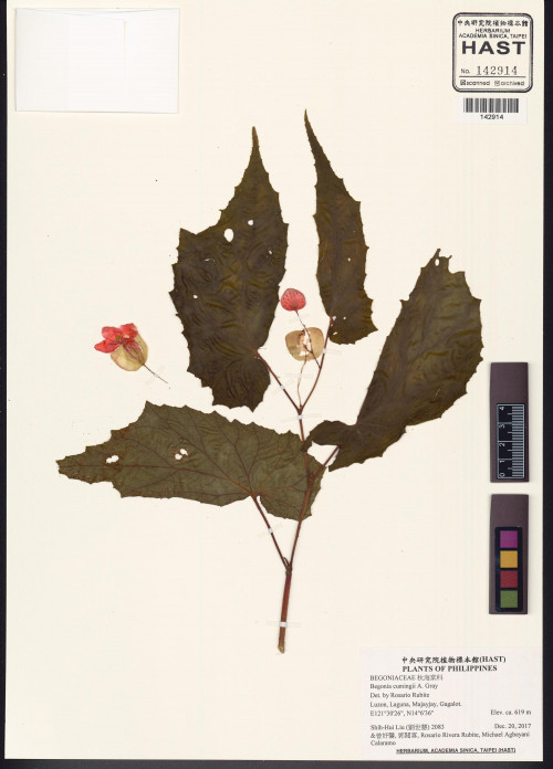 Begonia cumingii標本_BRCM 2957