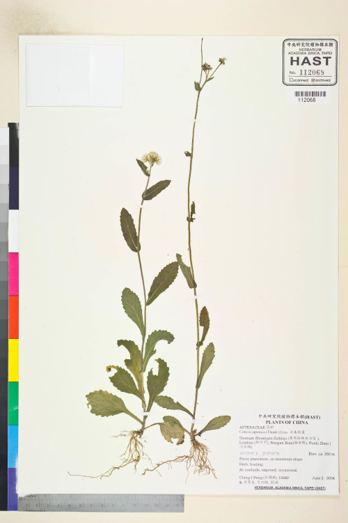 Conyza japonica (Thunb.) Less._標本_BRCM 7589