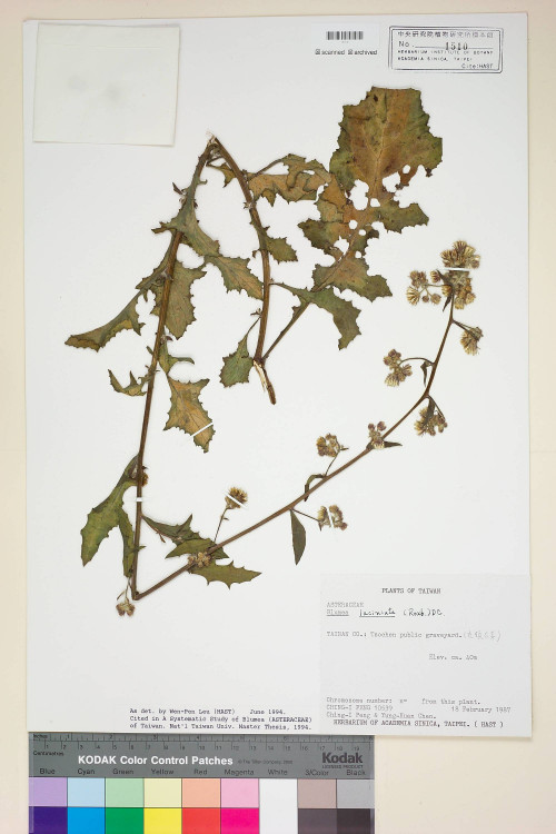 Blumea laciniata (Roxb.) DC._標本_BRCM 4846