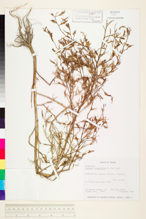 Ludwigia hyssopifolia (G. Don) Exell_標本_BRCM 3614