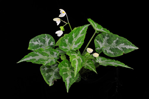 Begonia ludicra A.DC.