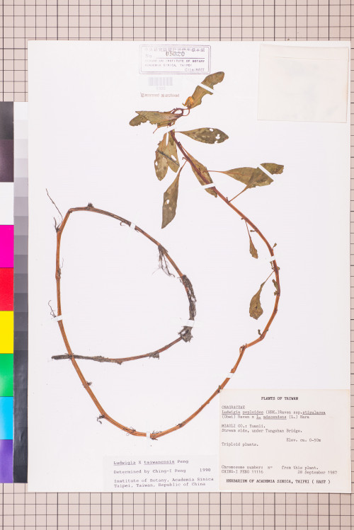 Ludwigia ×taiwanensis C.I Peng_標本_BRCM 3622