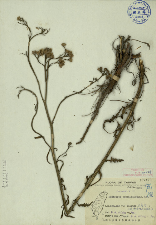 Saussurea japonica (Thunb.) DC._標本_BRCM 3907