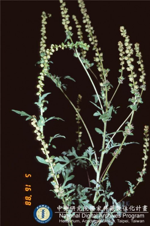 Ambrosia artemisiifolia L._BRCM 6185